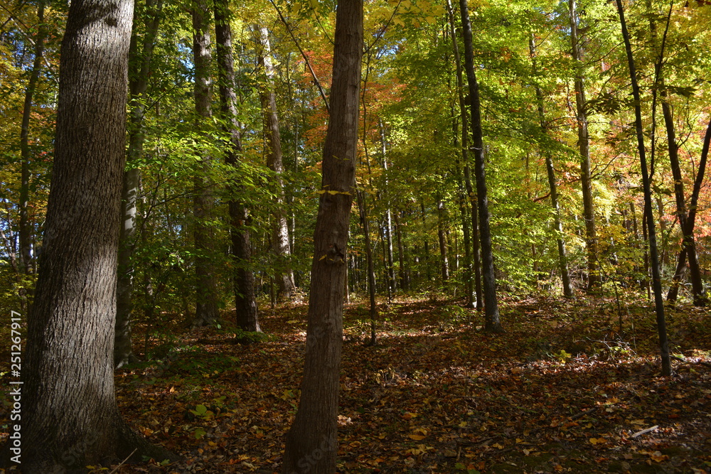 Obraz premium A Walk In The Woods 