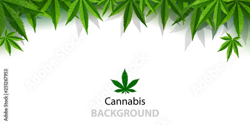 Marijuana plant and cannabis on white backgrounds.