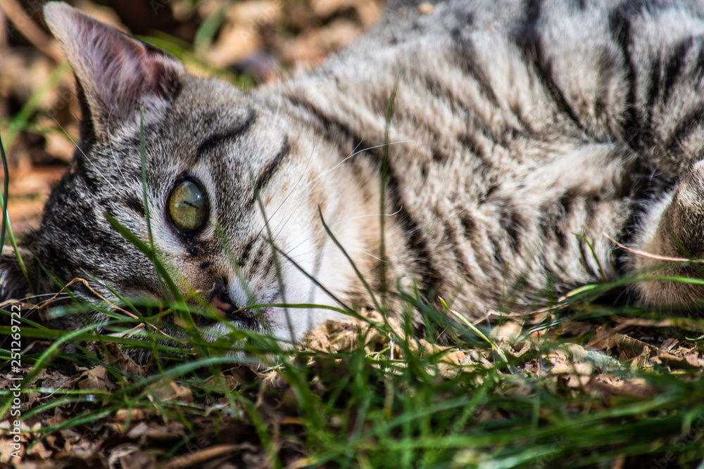 Obraz premium Gato descansando