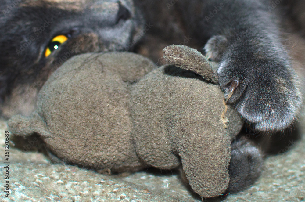 Obraz premium cat and her plush toy she's clawing at