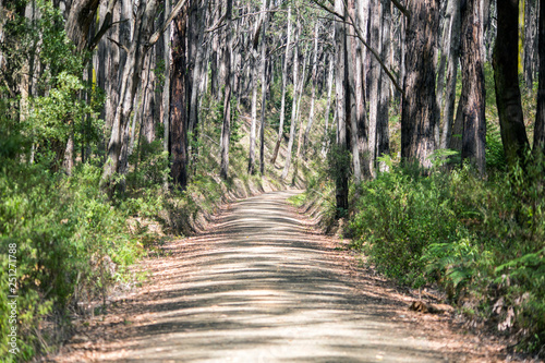 a shared bush track for horses cyclists and walkers that goes from mirboo north to boolara photo