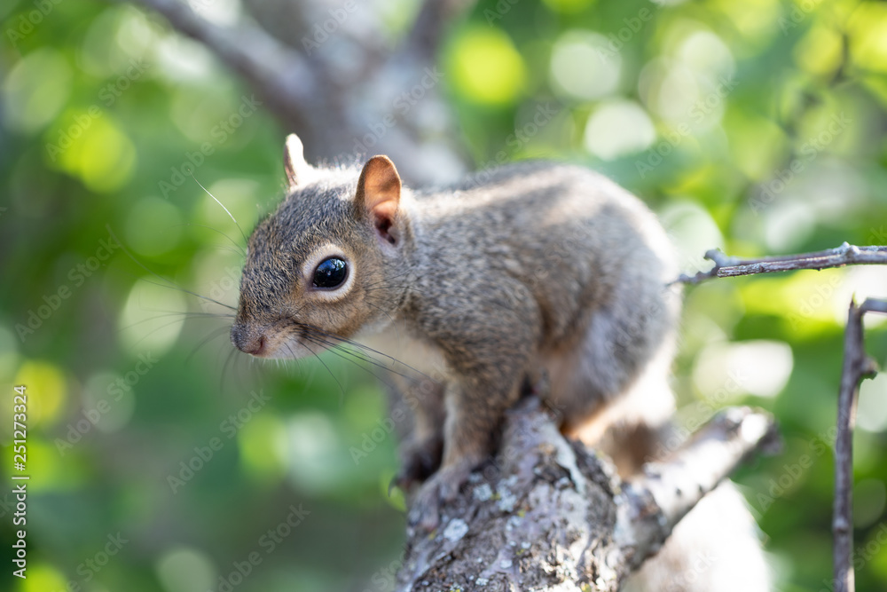 Eastern gray squirrel
