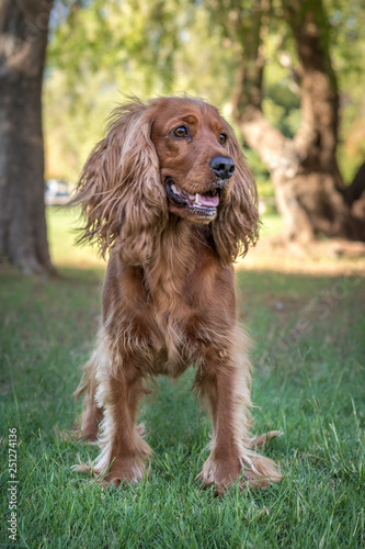 Golden spaniel dog posing outside in the park