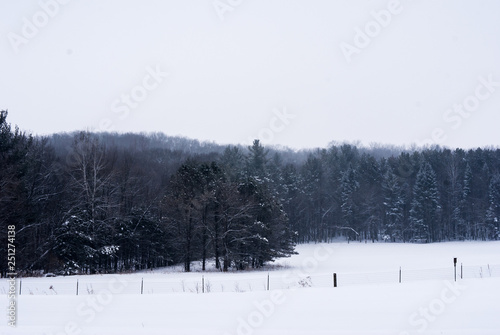 Misty winter day with a line of trees with white sky above and snow in forground 