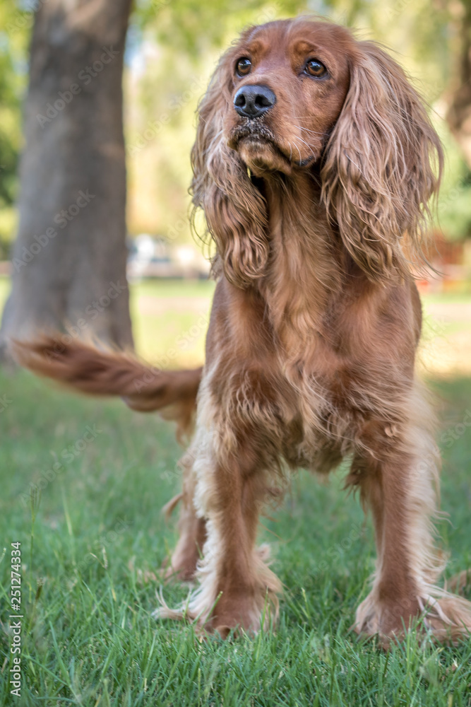 Golden spaniel dog posing outside in the park