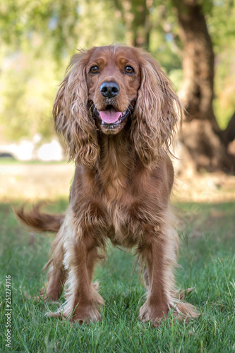 Golden spaniel dog posing outside in the park