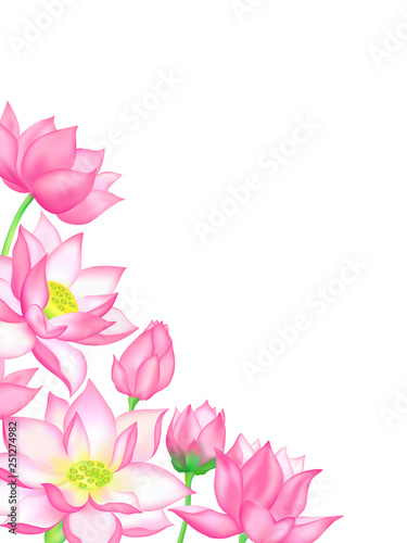 Pink lotus flower bouquets with buds illustration.