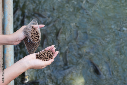 Hand holding fish feeding. photo