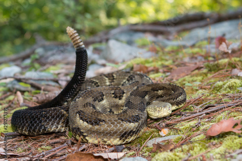 Green timber rattlesnake - Crotalus horridus photo