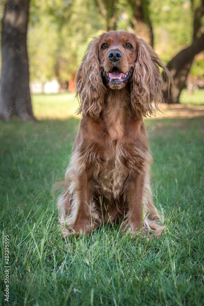 Golden spaniel dog posing outside in the park Golden spaniel dog posing outside in the park