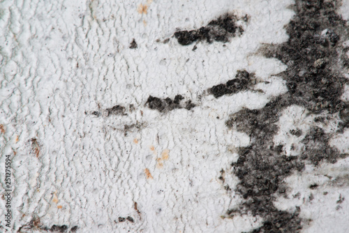 Macro closeup of white birch bark - textured nature background © natmacstock