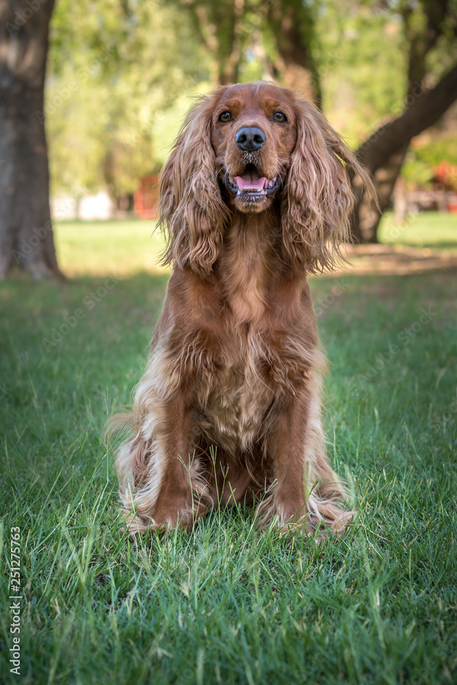 Golden spaniel dog posing outside in the park Golden spaniel dog posing outside in the park