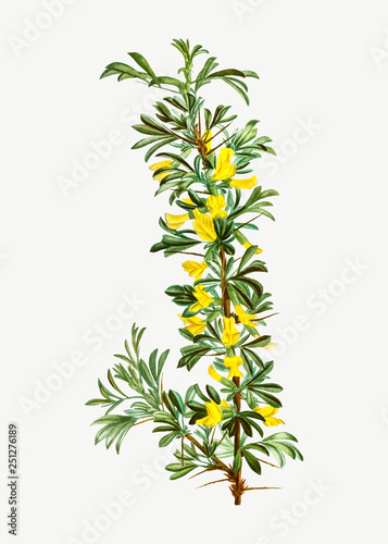 Blooming Robinia caragana flower