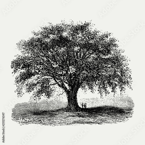 Vintage tree illustration