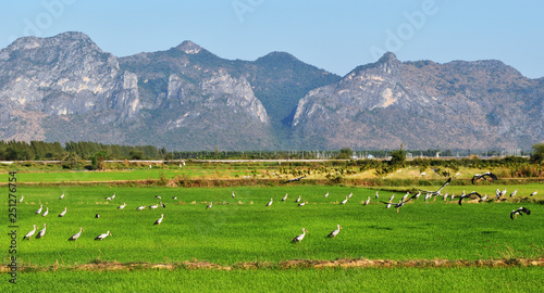 Green rice field crop with mountain and blue sky in background , Asian openbill stork birds at agriculture in Thailand