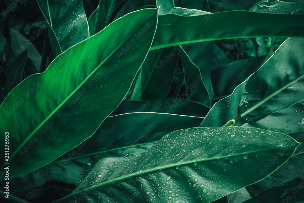 Large foliage of tropical leaf in dark green with rain water drop texture,  abstract nature background - obrazy, fototapety, plakaty 