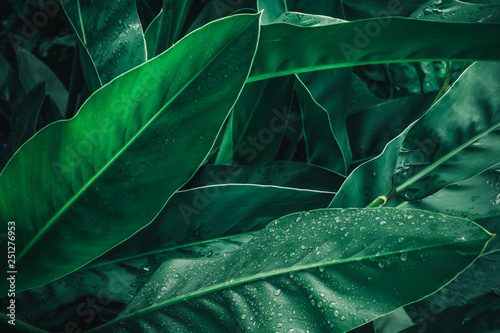 Large foliage of tropical leaf in dark green with rain water drop texture, abstract nature background