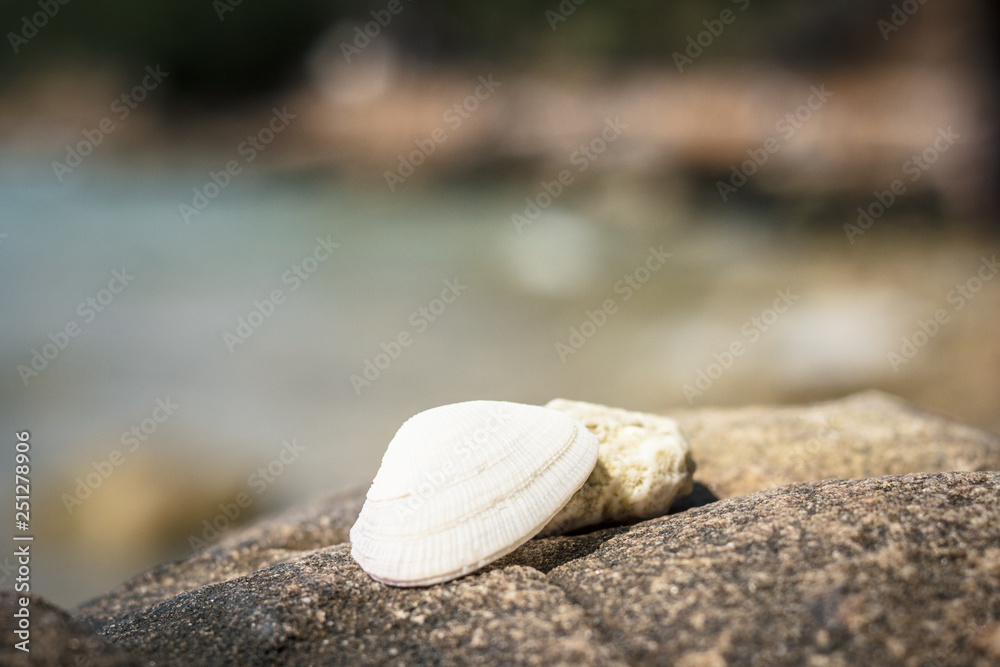 Beautiful seashell and coral lie on a stone against the background of the sea, rocks and rainforest Beautiful seashell and coral lie on a stone against the background of the sea, rocks and rainforest