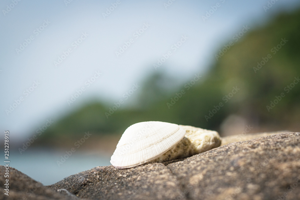 Beautiful seashell and coral lie on a stone against the background of the sea, rocks and rainforest