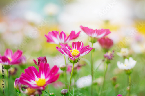 cosmos on field. © RK1919