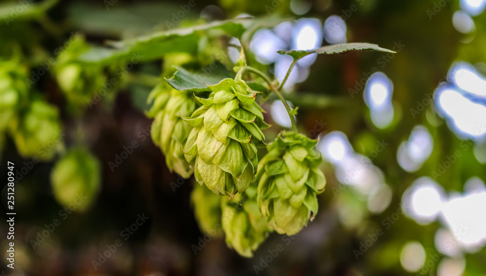 Green hops on a branch with leaves and buds on a blurred background with bokeh Green hops on a branch with leaves and buds on a blurred background with bokeh