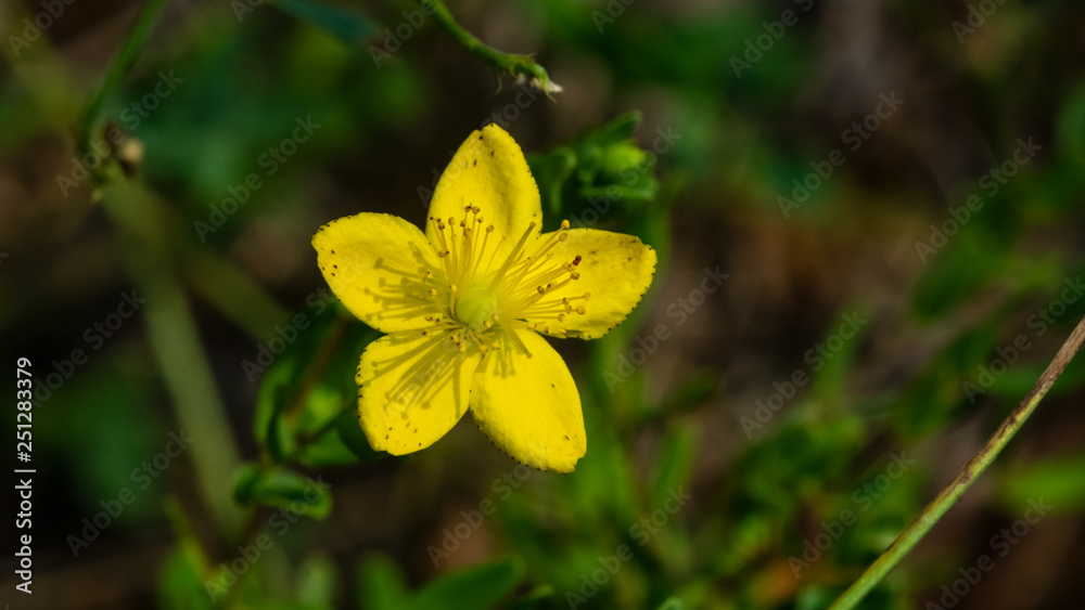 Yellow St. John's Wort or Hypericum perforatum blossom close-up, selective focus, shallow DOF Yellow St. John's Wort or Hypericum perforatum blossom close-up, selective focus, shallow DOF