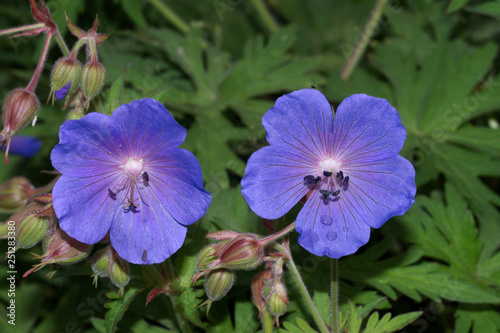 Wild Flower. Meadow Crane's bill (Geranium pratense)