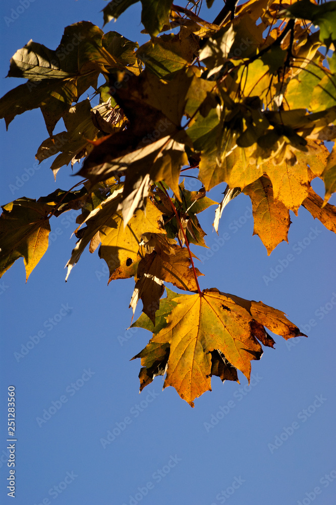 Fototapeta premium Autumn leaves against a bright blue sky
