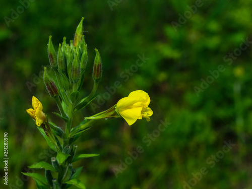 Yellow flower on Evening Primrose or Oenothera Biennis close-up, selective focus, shallow DOF