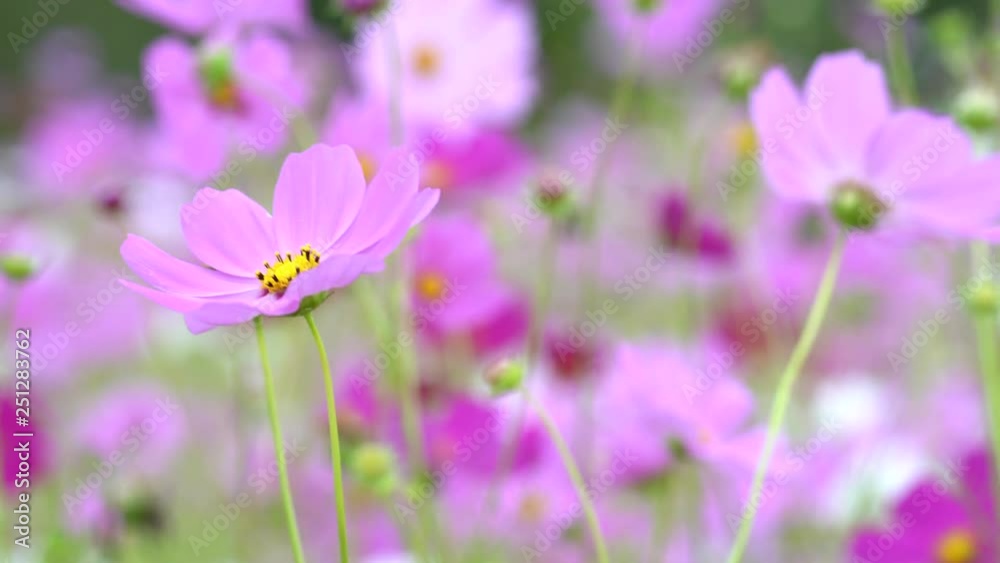 Cosmos flower (Cosmos Bipinnatus) Flowers in the garden . Cosmos flower (Cosmos Bipinnatus) Flowers in the garden .