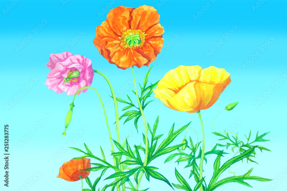 Obraz premium 雛罌粟
