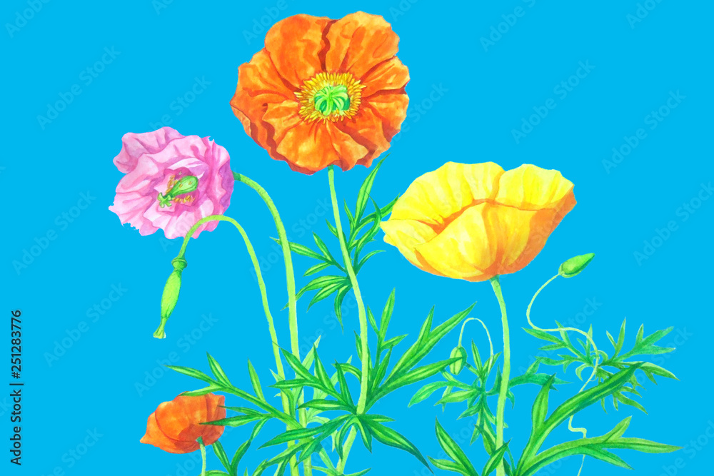 春の花 ひなげし Stock イラスト Adobe Stock