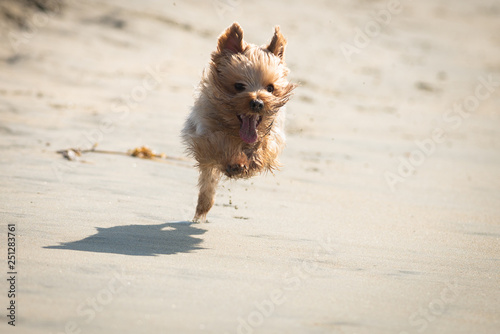 Yorkshire Terrier Playing on the Beach