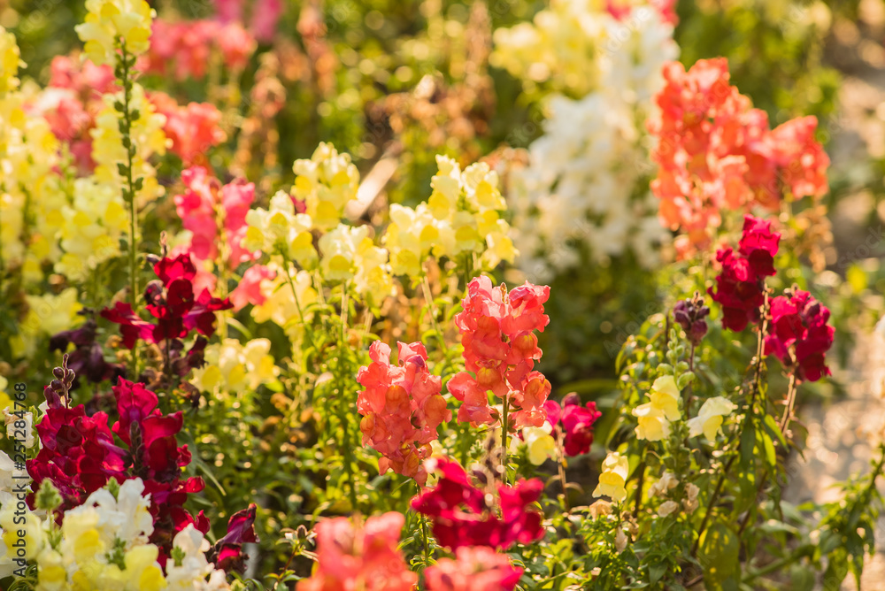 Obraz premium colourful snapdragon flowers in the garden