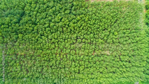 scenary landscape view of green mongrove forest from above. photo shot by drone