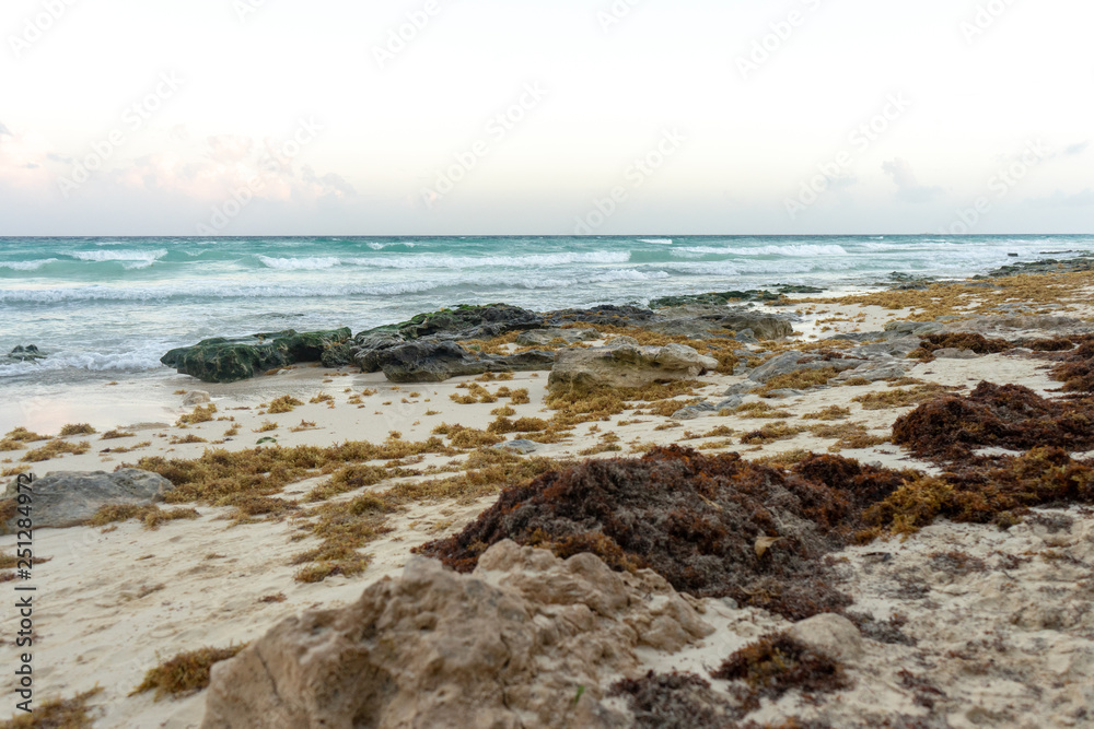 Sargassum algae  problem in Playa del Carmen