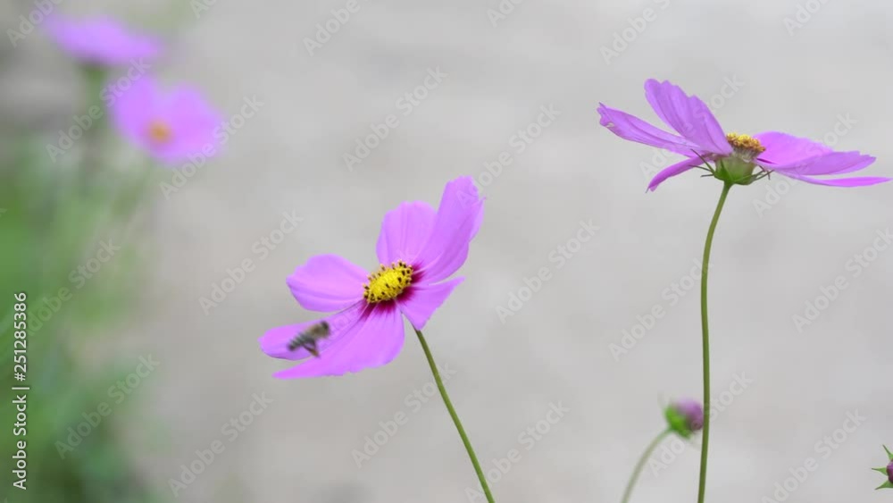 Cosmos flower (Cosmos Bipinnatus) Flowers in the garden . Cosmos flower (Cosmos Bipinnatus) Flowers in the garden .