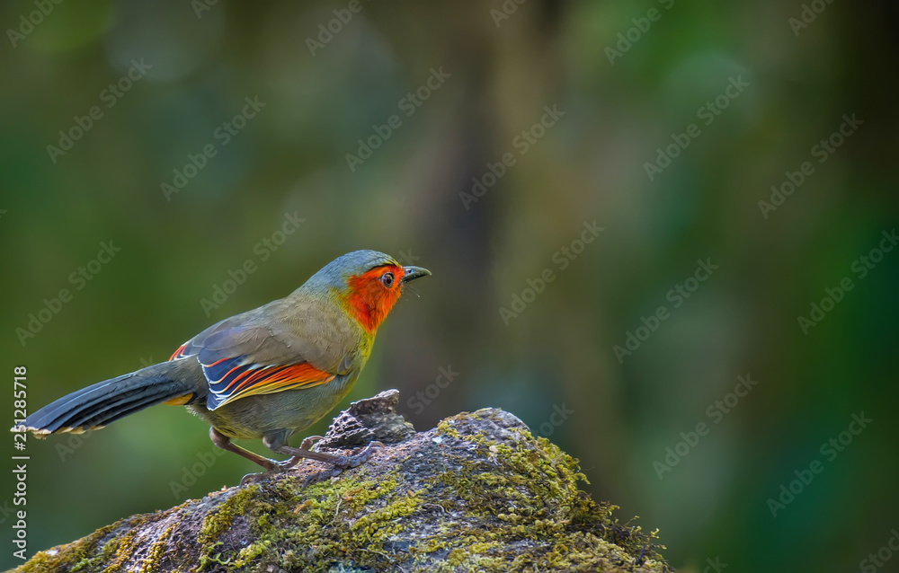 Liocichla phoenicea (Red-faced Liocichla) on branch on green background on Doi Lang,Chiang Mai, Thailand Liocichla phoenicea (Red-faced Liocichla) on branch on green background on Doi Lang,Chiang Mai, Thailand