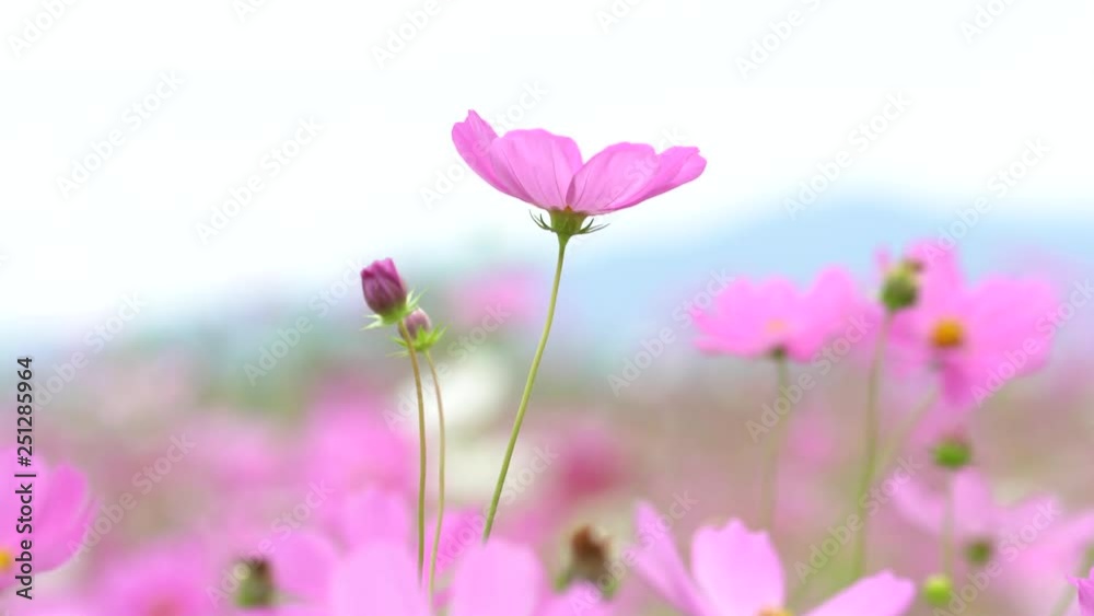 Cosmos flower (Cosmos Bipinnatus) Flowers in the garden . Cosmos flower (Cosmos Bipinnatus) Flowers in the garden .