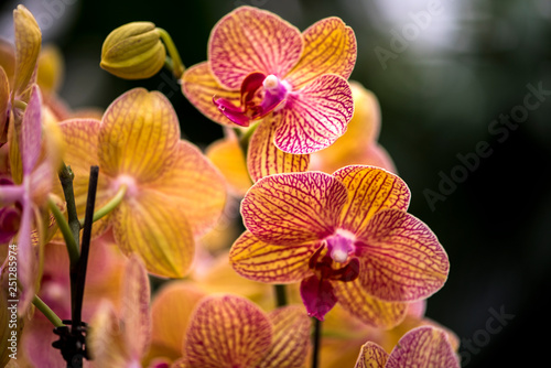 Close-up of Phalaenopsis Blooming in Winter Warm Room