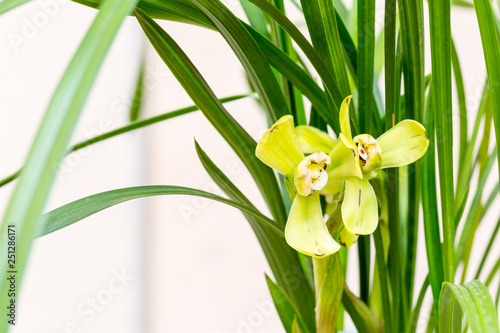 orchids closeup