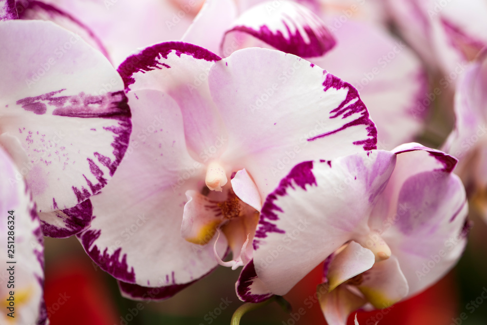 Obraz premium Close-up of Phalaenopsis Blooming in Winter Warm Room