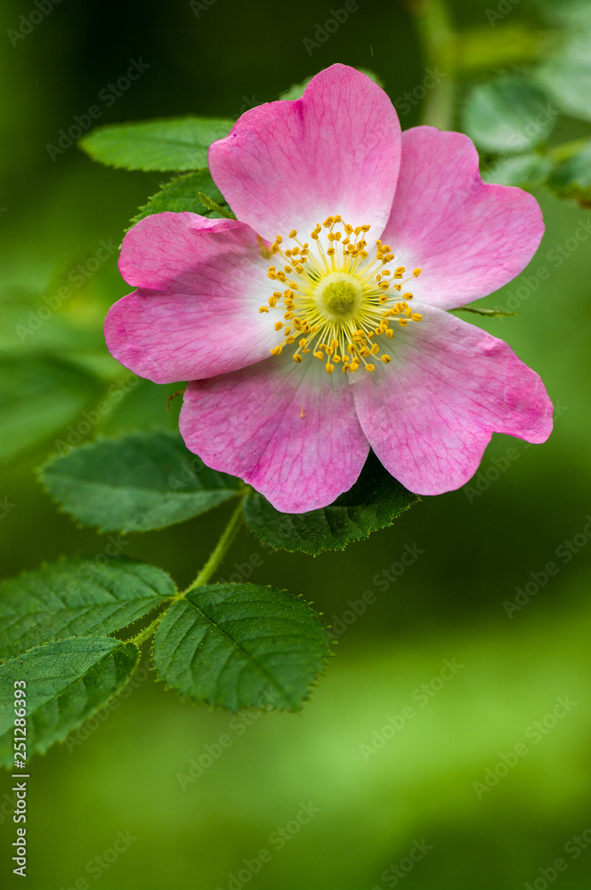 Wild Rose - Rosa sp. Willamette Valley, Oregon Wild Rose - Rosa sp. Willamette Valley, Oregon