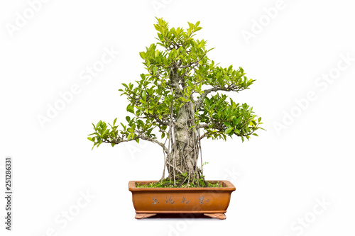banyan bonsai isolated