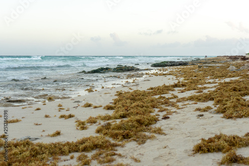 Sargassum algae  problem in Playa del Carmen