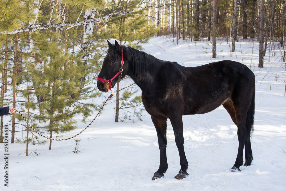 horses on a horse yard (farm, pine forest, village) in winter horses on a horse yard (farm, pine forest, village) in winter