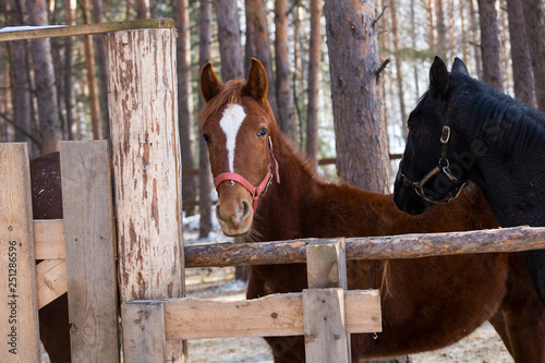 Fototapeta Naklejka Na Ścianę i Meble -  horses on a horse yard (farm, pine forest, village) in winter