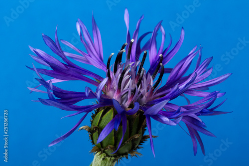 Cornflower on a blue background. Centaurea cyanus.