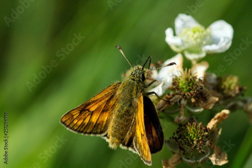 Large Skipper Butterfly on a wild rose. Ochlodes Sylvanus