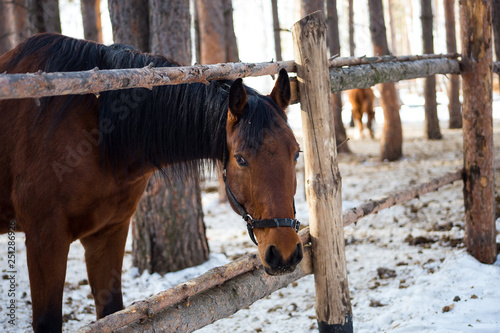 horses on a horse yard (farm, pine forest, village) in winter © MaxМ